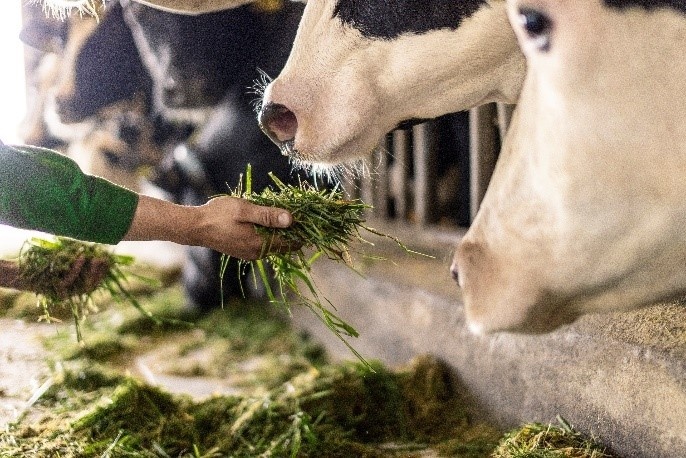 Trang trại Vinamilk Green Farm dưới lăng kính phát triển bền vững có gì đặc biệt?