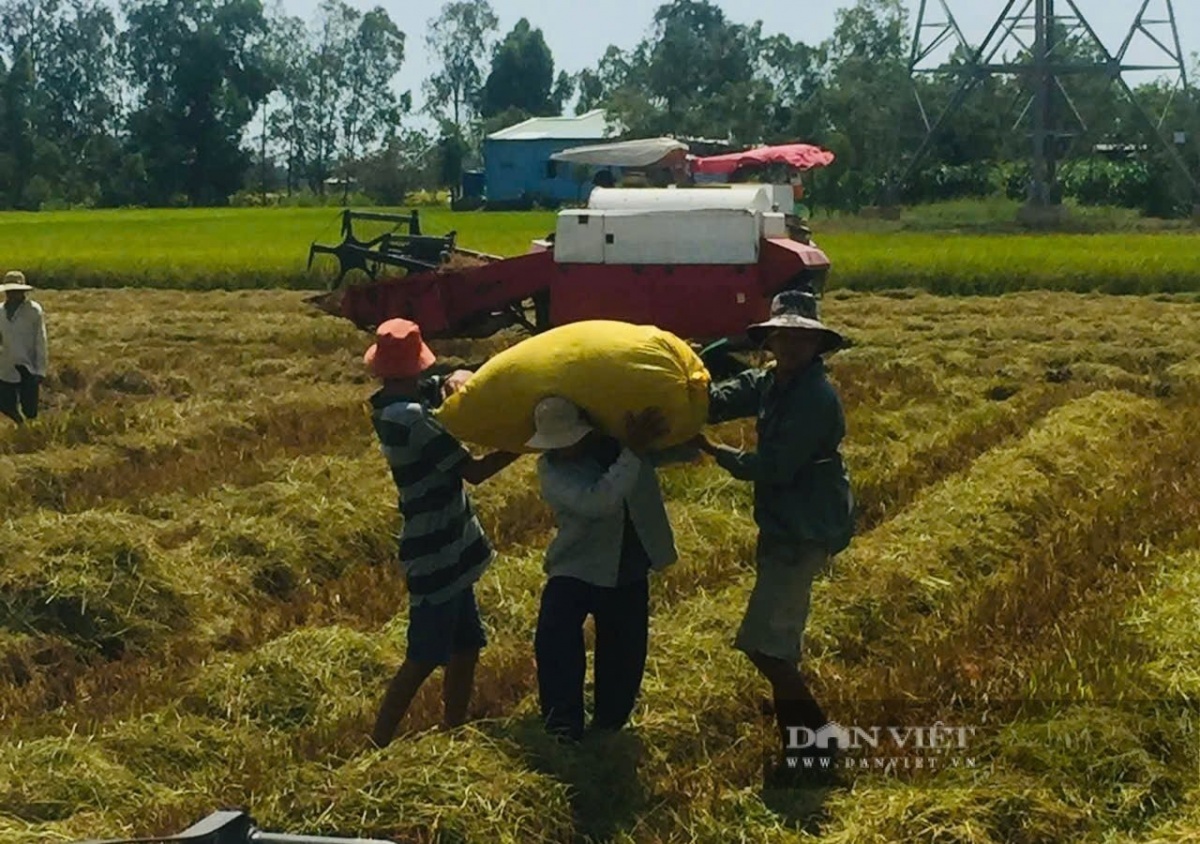 Nông dân Đồng Tháp từng trăn trở trước nỗi vất vả, nay ‘ăn nên làm ra’ nhờ bước chuyển mình: Trồng lúa giờ nhàn tênh, thu nhập tiền tỷ lại ‘giúp người