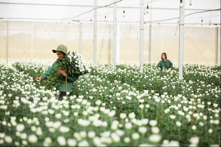 Không phải gạo, cà phê hay trái cây, đây mới là 'ngôi sao' của nông sản Việt: Thu về gần 40 triệu USD chỉ sau 5 tháng xuất khẩu