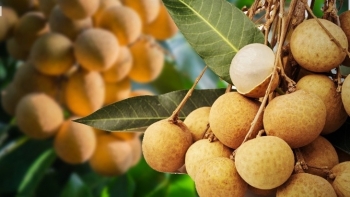 Trái ngọt này đang khiến nông dân Thái Lan đau đầu vì sản lượng quá khủng, chính phủ tung 8 chiêu giải cứu
