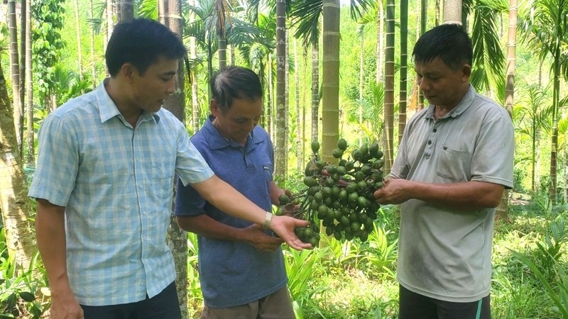 Trồng loại cây không tốn công - ít sâu bệnh - vốn đầu tư thấp trên đất cằn, nông dân Thanh Hóa nhẹ nhàng thu 700 triệu đồng mỗi năm