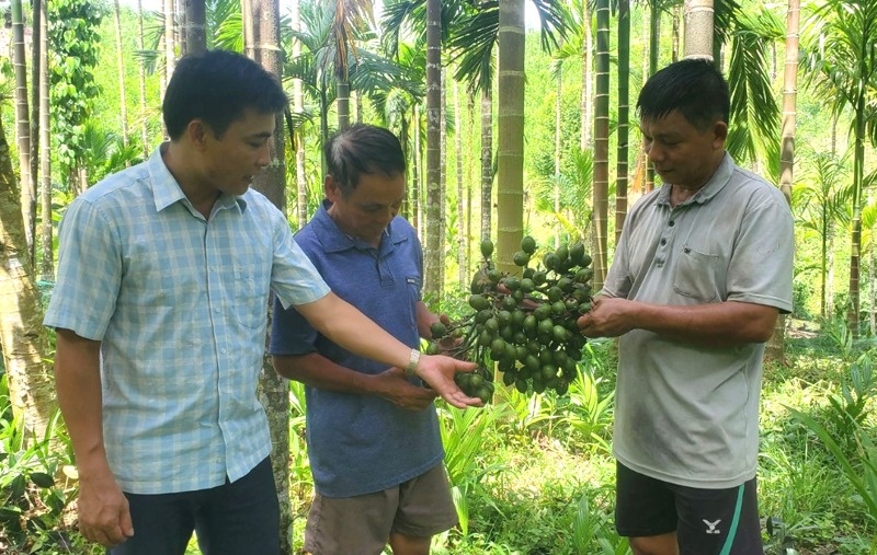 Trồng loại cây không tốn công - ít sâu bệnh - vốn đầu tư thấp trên đất cằn, nông dân Thanh Hóa nhẹ nhàng thu 700 triệu đồng mỗi năm