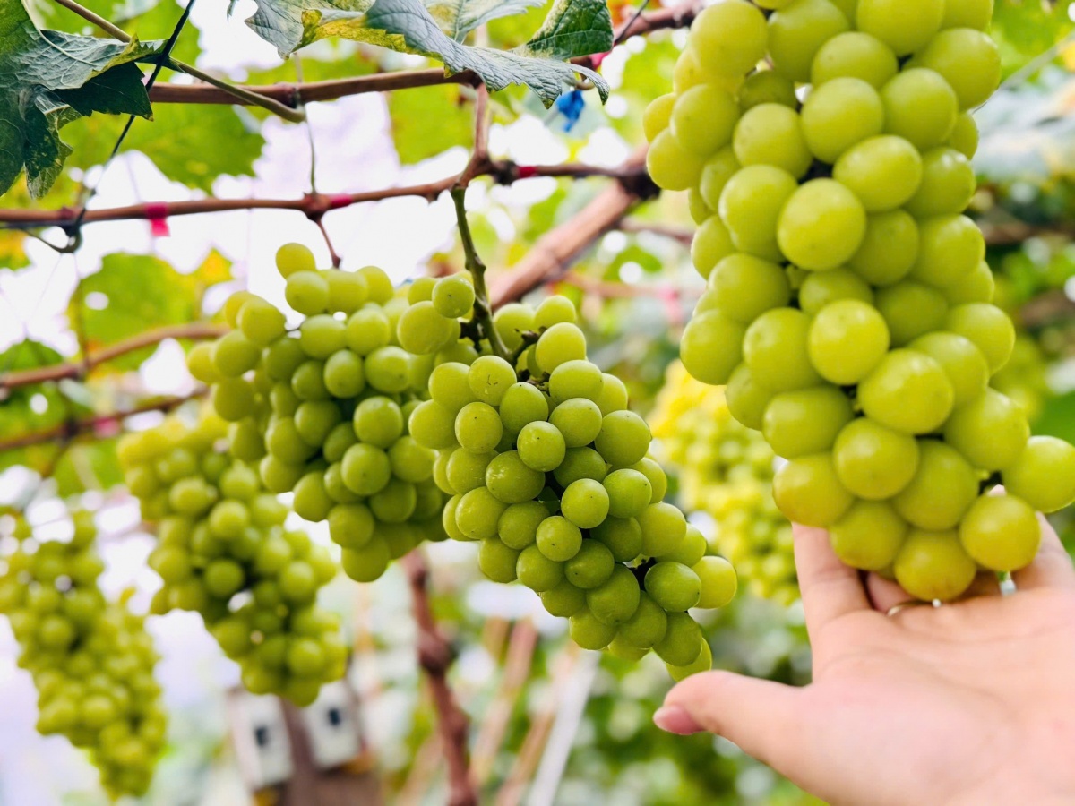 Nghệ An trồng thành công giống nho 'quý tộc' có giá hơn 1 triệu đồng/kg: Giá 'mềm' hơn nhập khẩu