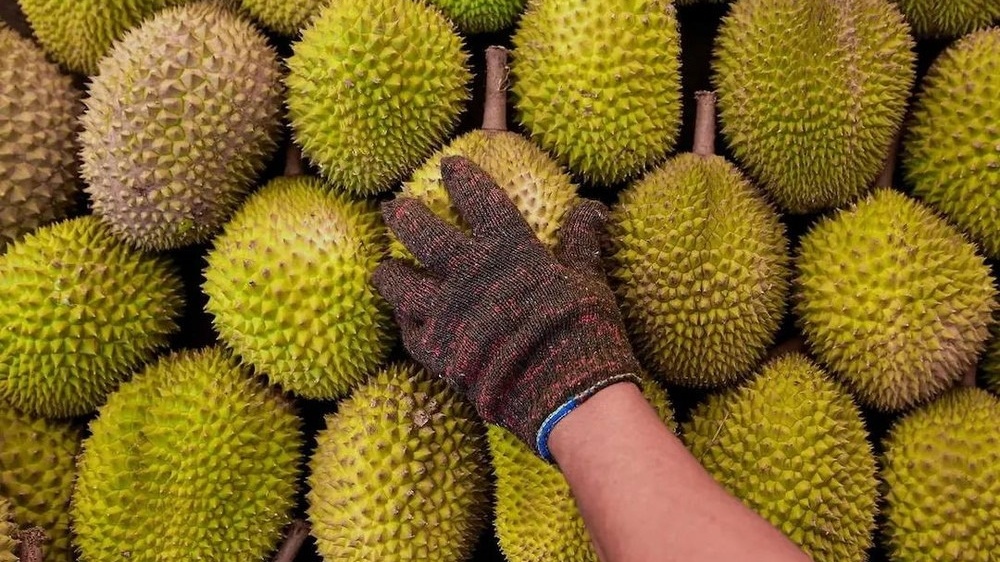 Sầu riêng của một quốc gia đang không ngừng phủ sóng tại Trung Quốc, Việt Nam và Thái Lan phải e dè