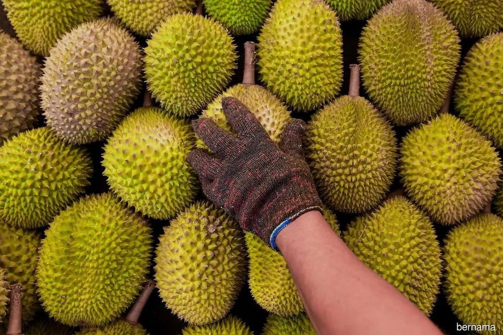 Thêm một đối thủ xuất khẩu sầu riêng cạnh tranh 'miếng bánh Trung Quốc' khiến Việt Nam - Thái Lan dè chừng: