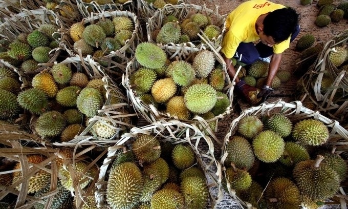 Thêm một đối thủ xuất khẩu sầu riêng cạnh tranh 'miếng bánh Trung Quốc' khiến Việt Nam - Thái Lan dè chừng:
