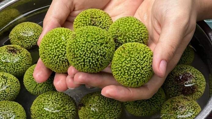 Loại quả mọc bờ rào xưa không ai ngó ngàng, nay 'lên đời' thành đặc sản được người thành phố ưa chuộng, có tiền khó mà mua