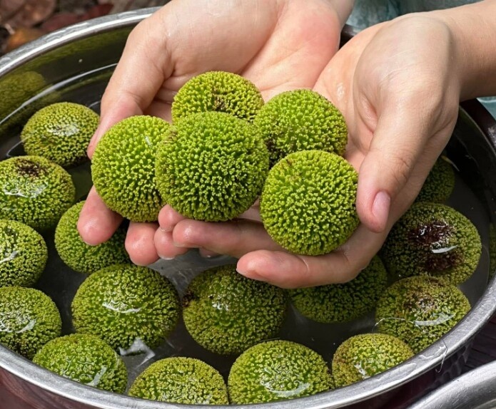 Loại quả mọc bờ rào xưa không ai ngó ngàng, nay 'lên đời' thành đặc sản được người thành phố ưa chuộng, có tiền khó mà mua