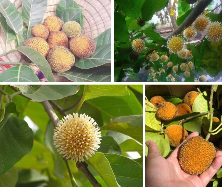Loại quả mọc bờ rào xưa không ai ngó ngàng, nay 'lên đời' thành đặc sản được người thành phố ưa chuộng, có tiền khó mà mua