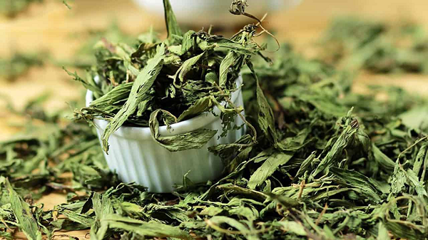 Bất ngờ loại cây ngọt hơn cả đường lại giúp hạ đường huyết cực tốt: Việt Nam cũng có, giá bao nhiêu?