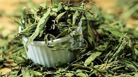 Bất ngờ loại cây ngọt hơn cả đường lại giúp hạ đường huyết cực tốt: Việt Nam cũng có, giá bao nhiêu?