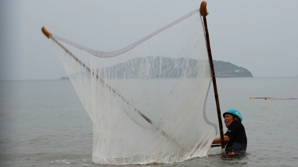Biển động, trời nổi gió: Dân vùng biển lại tranh thủ 'gom lộc trời ban', bán nửa triệu mỗi ký