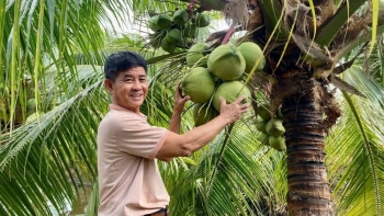Nông dân Cần Thơ từng bị ‘lắc đầu’, vẫn quyết tâm trồng loại cây ra quả nặng trĩu: Nay ‘lên đời’, càng khô bán càng được giá