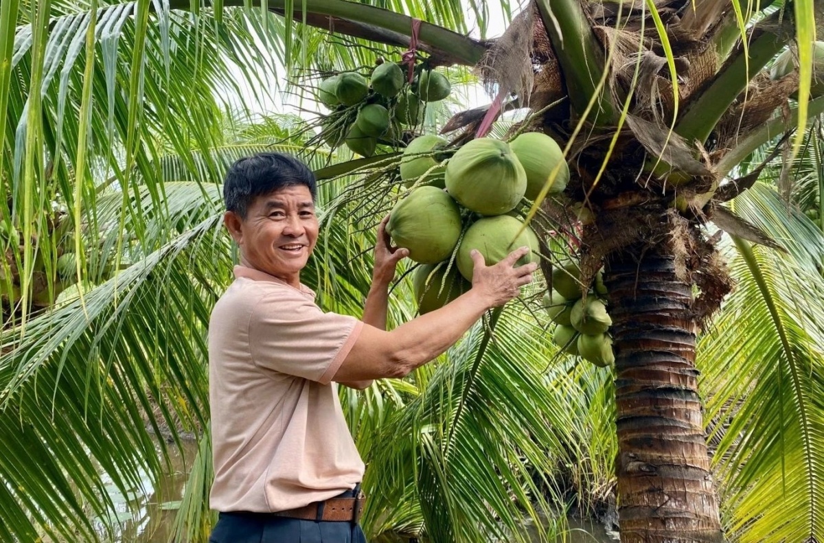 Nông dân Cần Thơ từng bị ‘lắc đầu’, vẫn quyết tâm trồng loại cây ra quả nặng trĩu: Nay ‘lên đời’, càng khô bán càng được giá