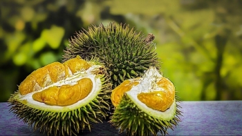 Trồng sầu riêng kiểu Trung Quốc, chưa đầy 10 năm thách thức cả Thái Lan lẫn Việt Nam