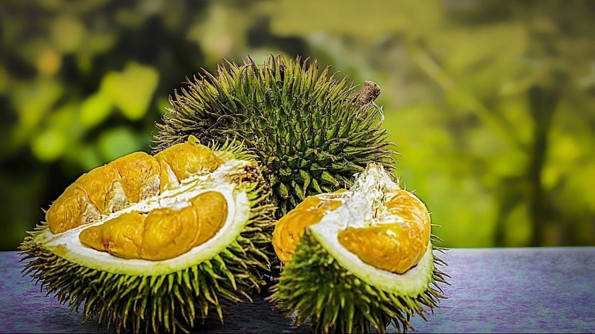 Trồng sầu riêng kiểu Trung Quốc, chưa đầy 10 năm thách thức cả Thái Lan lẫn Việt Nam