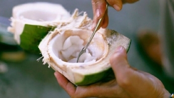 Một bộ phận của quả dừa, giá chưa tới 40.000 đồng/kg nhưng bổ ngang nhân sâm, tổ yến đang bị người Việt bỏ quên