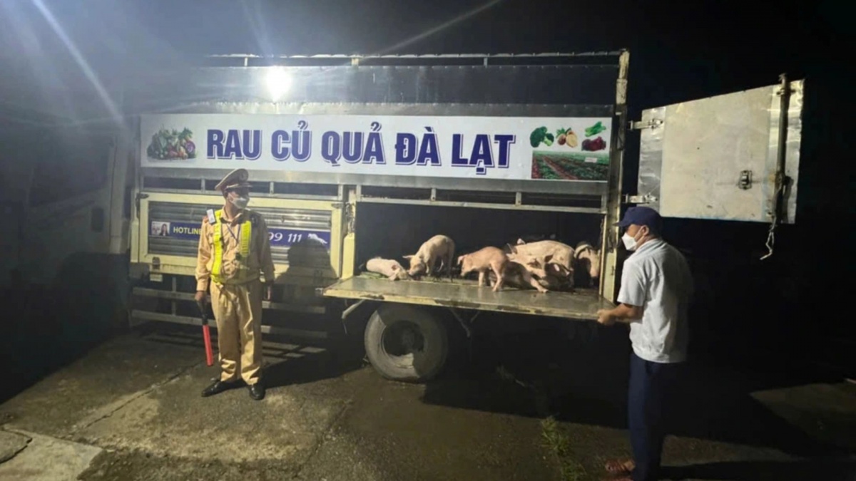 Phát hiện xe tải chở 97 con lợn nhiễm dịch tả lợn châu Phi đi tiêu thụ ra thị trường