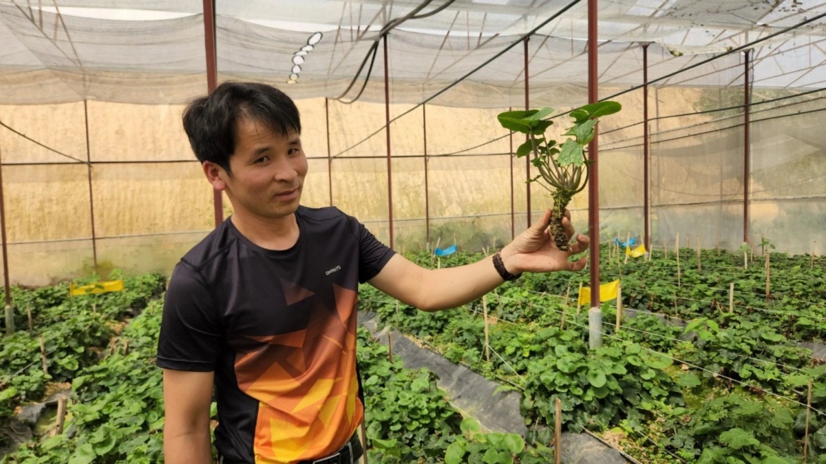 Loại củ đắt đỏ bậc nhất thế giới, là 'vàng xanh' của ẩm thực Nhật Bản: Việt Nam cũng trồng được, 18 tháng nhổ bán 6 triệu đồng/kg