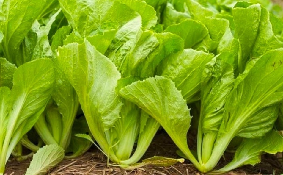 Loại rau xưa mọc đầy vườn chẳng ai ăn, nay ví ‘nhân sâm nhà nghèo’: Giàu dinh dưỡng lại giúp hỗ trợ điều trị bệnh, giá chỉ 3.000 đồng/1 mớ