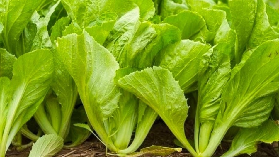 Loại rau xưa mọc đầy vườn chẳng ai ăn, nay ví ‘nhân sâm nhà nghèo’: Giàu dinh dưỡng lại giúp hỗ trợ điều trị bệnh, giá chỉ 3.000 đồng/1 mớ