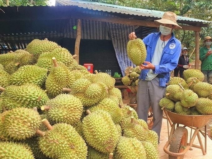 Tin mừng cho sầu riêng