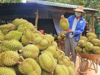 Tin mừng cho sầu riêng