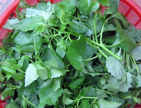 Loại rau 'đổi đời': Từ bị nhổ bỏ đến đặc sản 70.000 đồng/kg ở thành thị