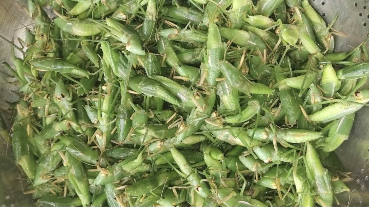 Loài côn trùng được ví như 'tóp mỡ xanh' nay thành đặc sản tiền triệu tại Hà Nội, giá 1 lạng bằng cả 1 cân thịt: Trở thành món khoái khẩu của giới nhà