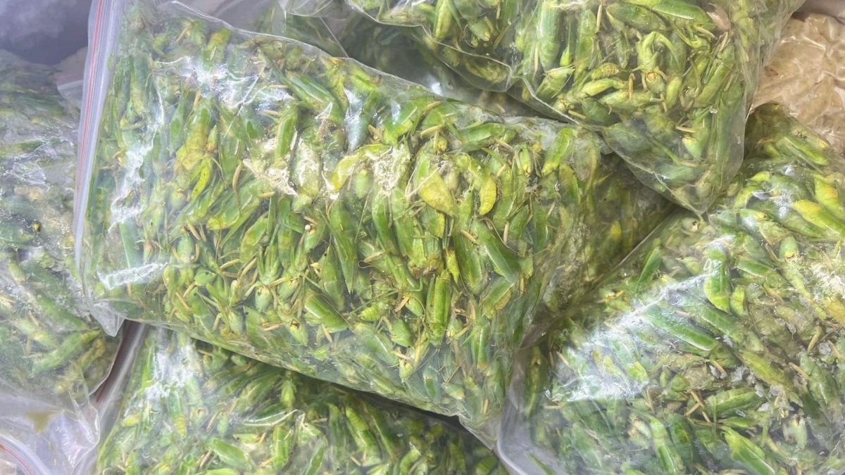 Loài côn trùng được ví như 'tóp mỡ xanh' nay thành đặc sản tiền triệu tại Hà Nội, giá 1 lạng bằng cả 1 cân thịt: Trở thành món khoái khẩu của giới nhà