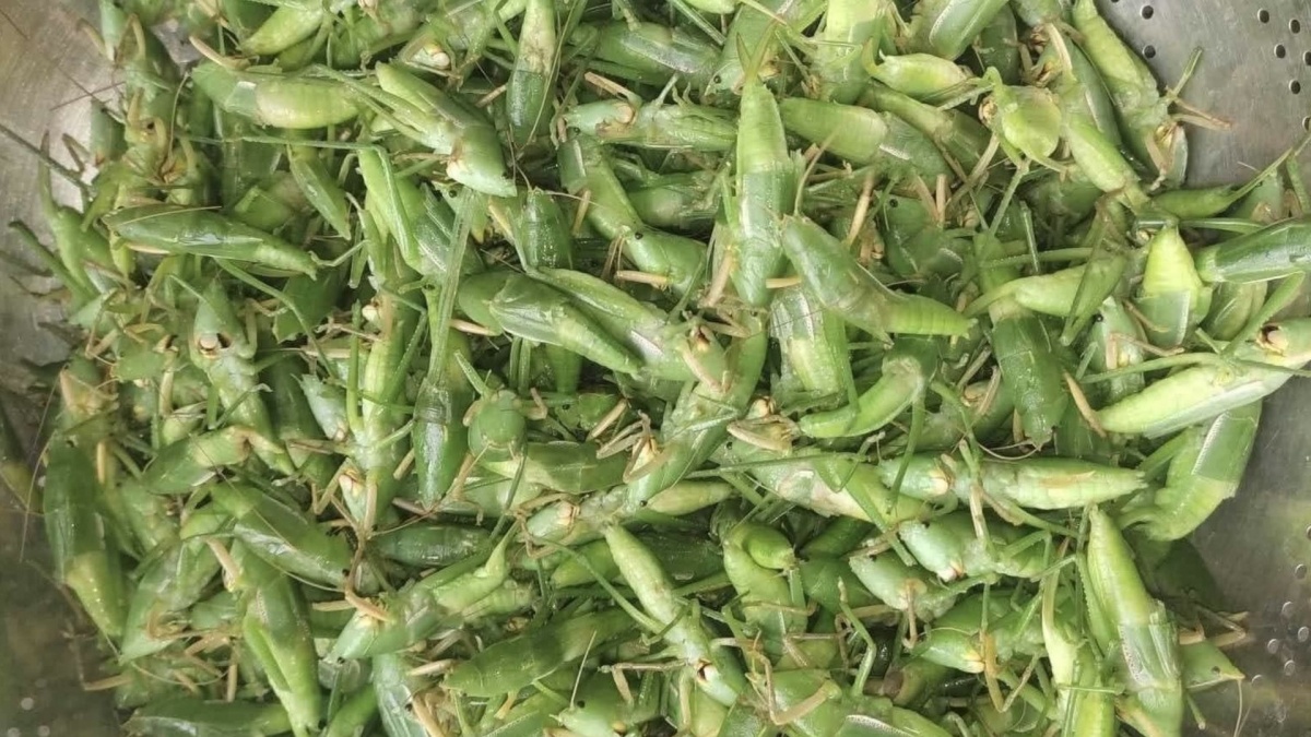 Loài côn trùng được ví như “tóp mỡ xanh” nay thành đặc sản tiền triệu tại Hà Nội, giá 1 lạng bằng cả 1 cân thịt: Trở thành món khoái khẩu của giới nhà