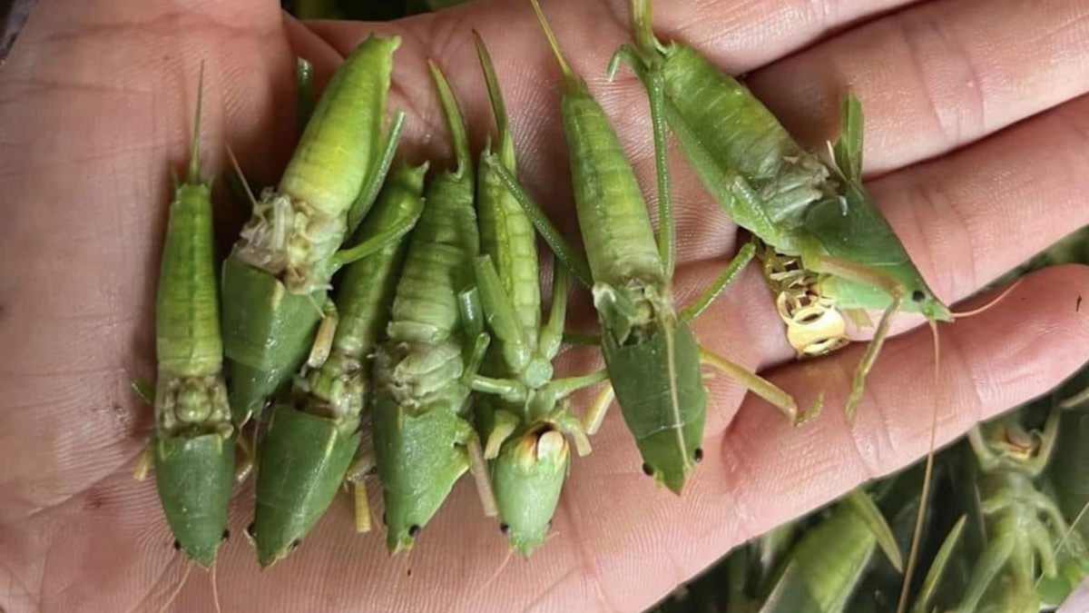 Loài côn trùng được ví như “tóp mỡ xanh” nay thành đặc sản tiền triệu tại Hà Nội, giá 1 lạng bằng cả 1 cân thịt: Trở thành món khoái khẩu của giới nhà