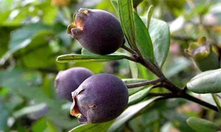 Mang cây mọc dại trên núi về trồng, hộ nông dân Quảng Trị đếm tiền mỏi tay nhờ bán quả 50.000, bán lá 150.000 đồng/kg