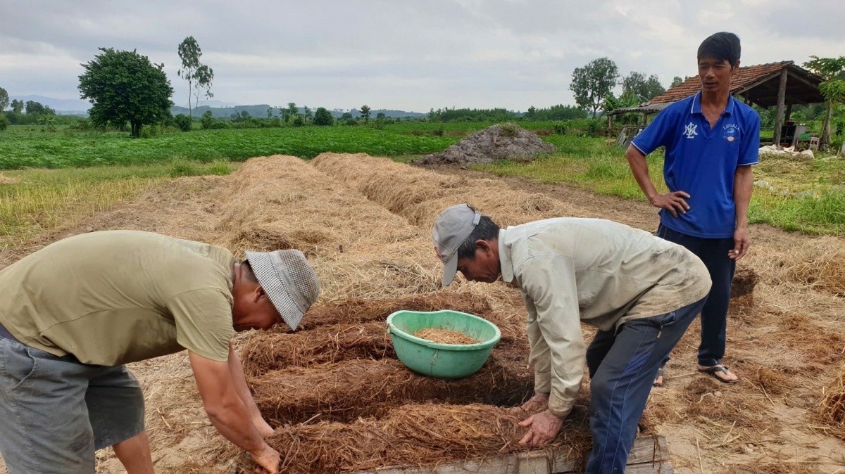 Nông dân Đắk Lắk mới chất đống thứ này ngoài ruộng, rất giàu dinh dưỡng nên bán rất được giá: Vừa sạch đồng vừa tăng thêm thu nhập