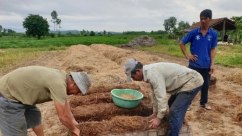Nông dân Đắk Lắk mới chất đống thứ này ngoài ruộng, rất giàu dinh dưỡng nên bán rất được giá: Vừa sạch đồng vừa tăng thêm thu nhập