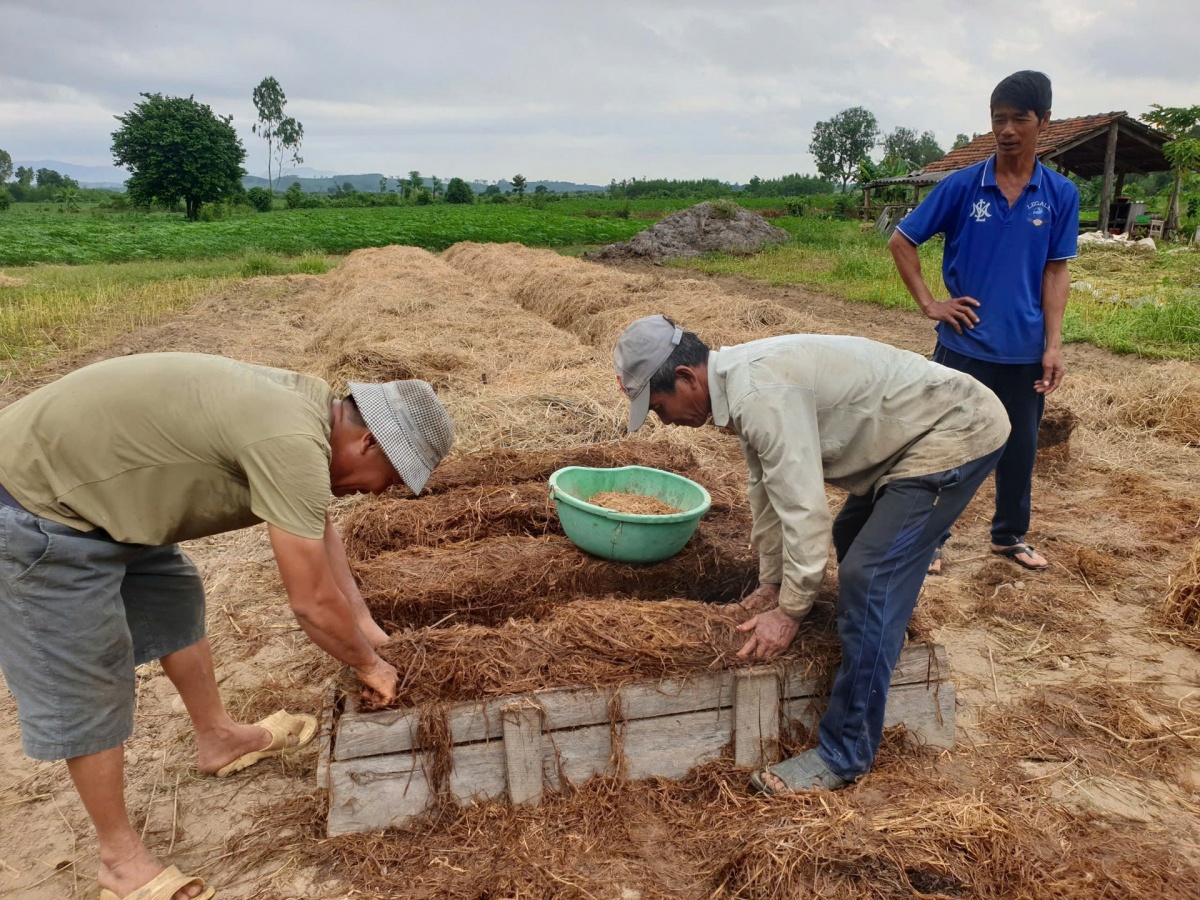 Nông dân Đắk Lắk mới chất đống thứ này ngoài ruộng, rất giàu dinh dưỡng nên bán rất được giá: Vừa sạch đồng vừa tăng thêm thu nhập
