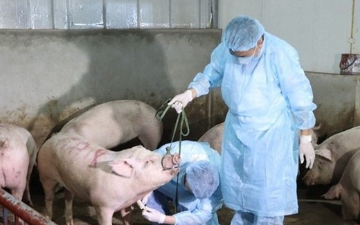 Hà Nội: Gần 10.500 con lợn buộc phải tiêu hủy do dịch tả lợn châu Phi