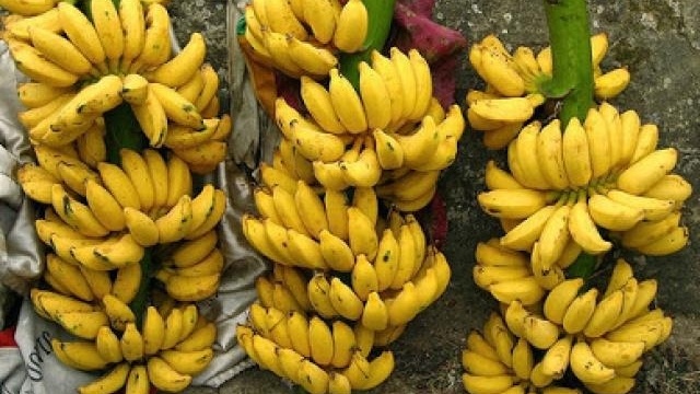 Giống chuối đặc biệt cho sản lượng 1.000 tấn/năm giúp nông dân một xã Phú Thọ 'ba đời đổi vận'