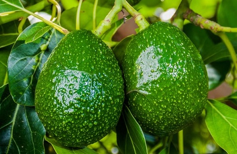 Loại quả lọt top 'trái cây tốt nhất cho sức khỏe': Có rất nhiều ở Việt Nam, giá cả lại rất phải chăng