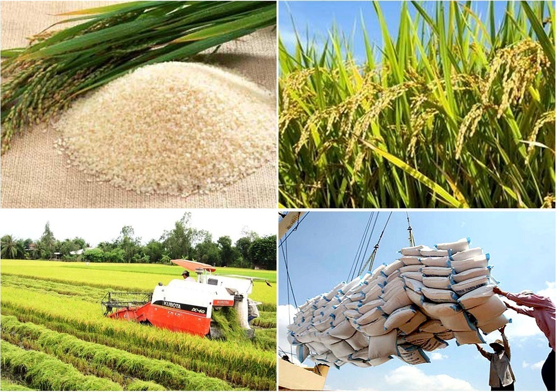 Việt Nam chính thức vượt Thái Lan, trở thành nước xuất khẩu gạo lớn thứ 2 thế giới