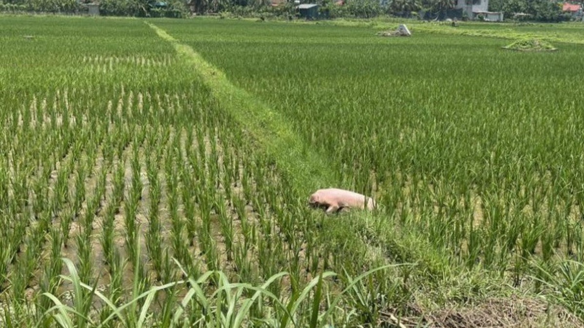 Dịch tả lợn châu Phi lan rộng: Nhiều nơi vứt lợn chết ra đường, tiểu thương 'méo mặt' vì quá ế ẩm