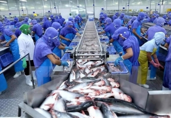 Cá tra được giá, Nam Việt, Vĩnh Hoàn và IDI đua nhau lập đỉnh lợi nhuận nhiều năm