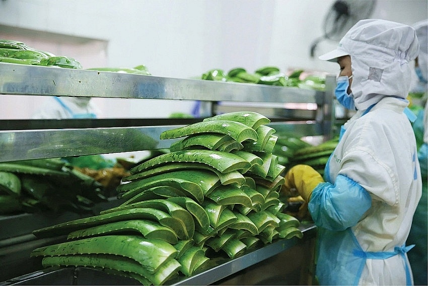 Lãi kỷ lục, ‘vua nha đam’ GC Food lập tức bị đối tác 11.000 tỷ của Vinamilk, Nestlé, Masan thâu tóm