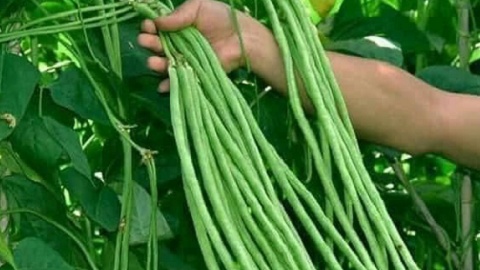 Loại rau 'dài như đũa' được ví như siêu thực phẩm: Rẻ, dễ tìm nhưng giá trị dinh dưỡng không hề 'nhẹ ký'