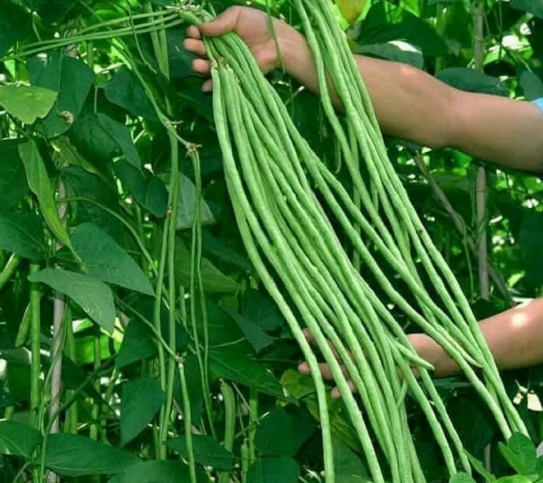 Loại rau 'dài như đũa' được ví như siêu thực phẩm: Rẻ, dễ tìm nhưng giá trị dinh dưỡng không hề 'nhẹ ký'