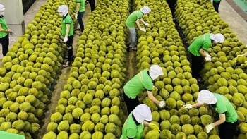 Sầu riêng xuất khẩu hoàn hàng sẽ bị 'soi' từ  vỏ đến ruột