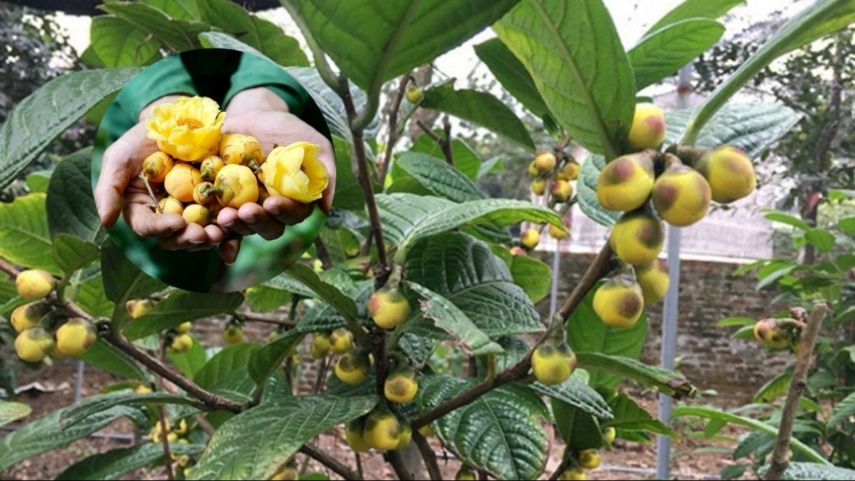 Cây 'đẻ ra vàng' ở Việt Nam được Trung Quốc lùng mua ráo riết, được ví như 'thần dược' giá tới 15 triệu/kg