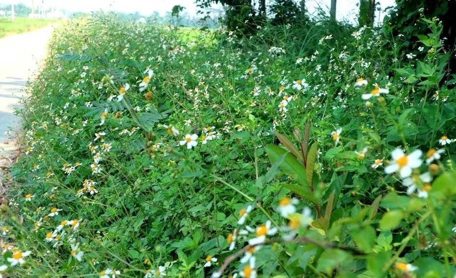 Loại cây mọc dại ven đường ít người ngó ngàng, hoá ra công dụng lại nhiều vô kể: Vừa làm thuốc Nam lại có thể điều chế thành mỹ phẩm đắt tiền