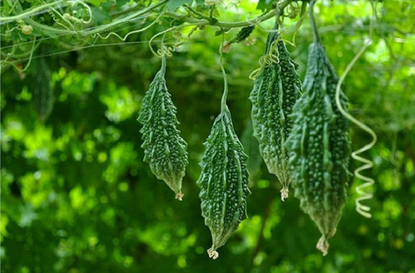 Loại quả rẻ tiền chỉ 10.000 đồng/kg, vị đắng 'chùn đũa' nhưng là vị thuốc quý của người Việt