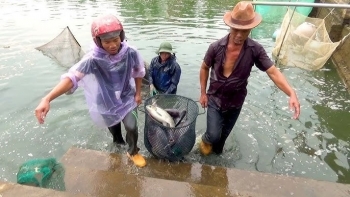 'Đánh thức' ruộng bỏ hoang, nông dân nuôi cá triệu đô, chỉ sau 2 tháng đã đón tin vui